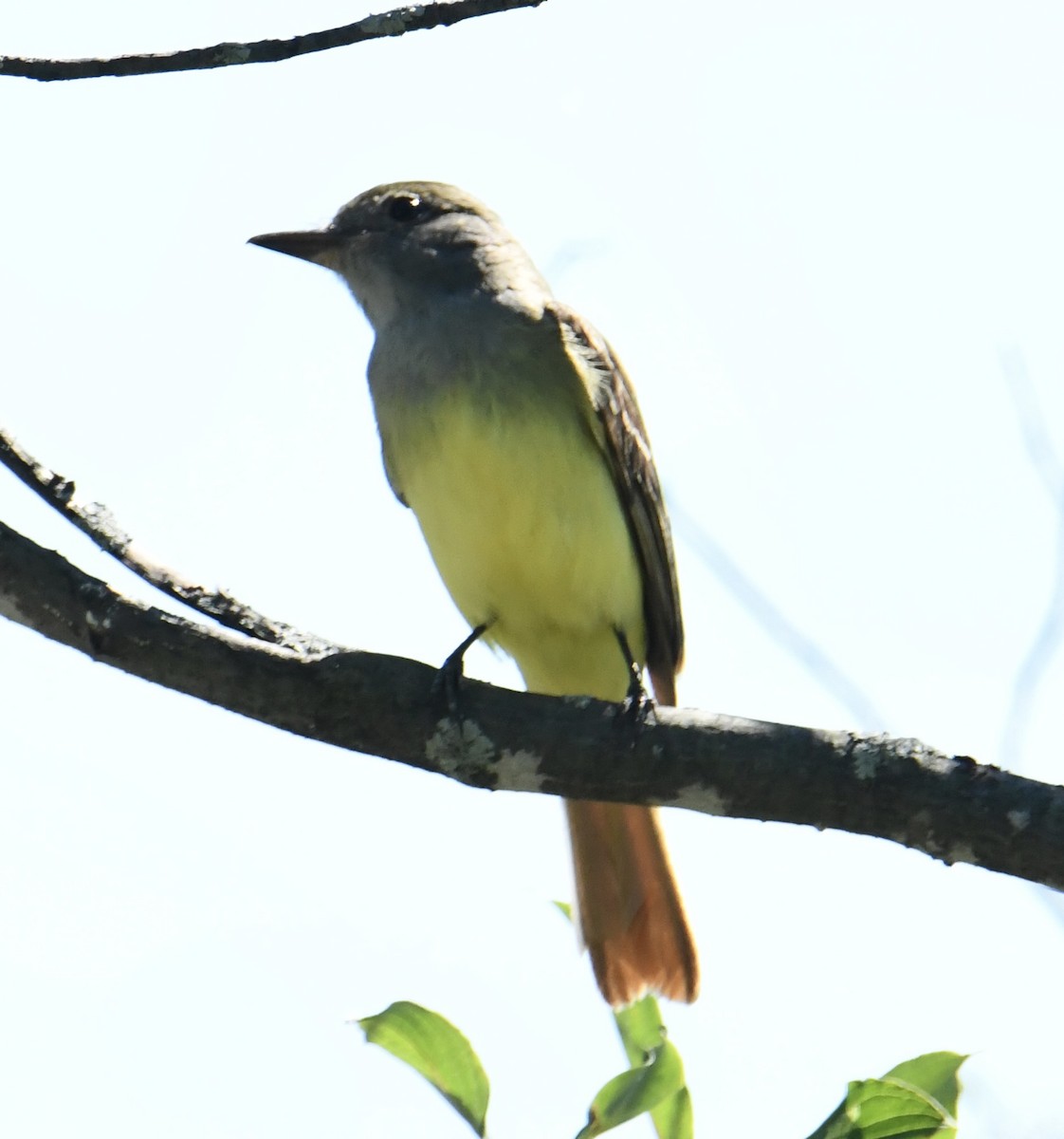 Great Crested Flycatcher - ML621072065