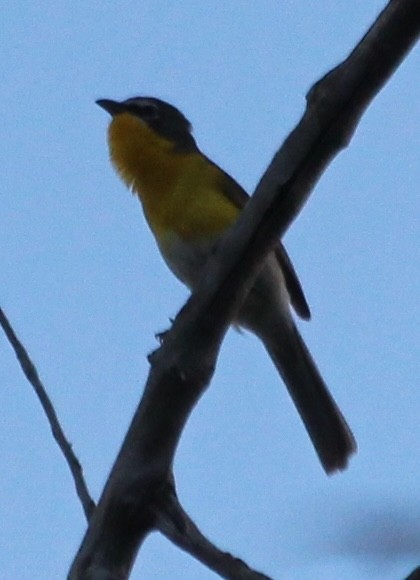 Yellow-breasted Chat - ML621072066