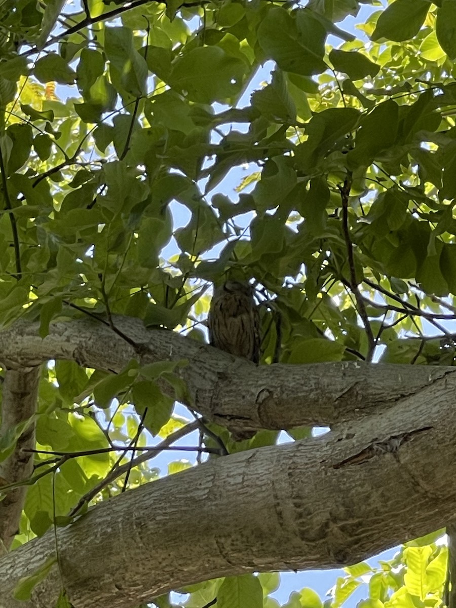 výreček plavý - ML621072087