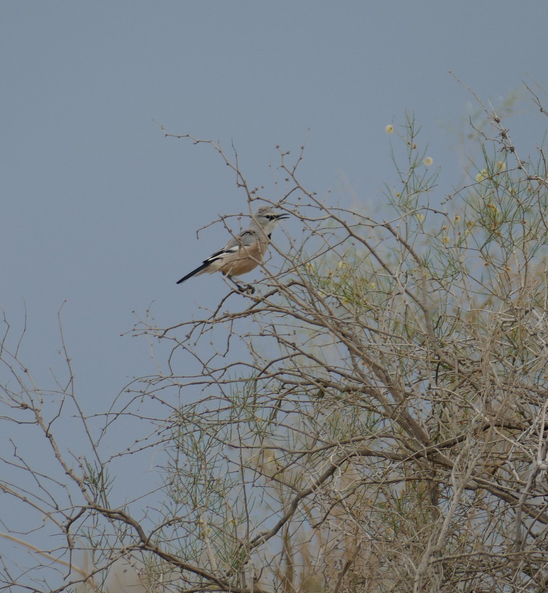 Turkestan Ground-Jay - ML621072097