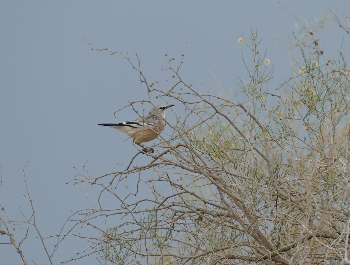 Turkestan Ground-Jay - ML621072098