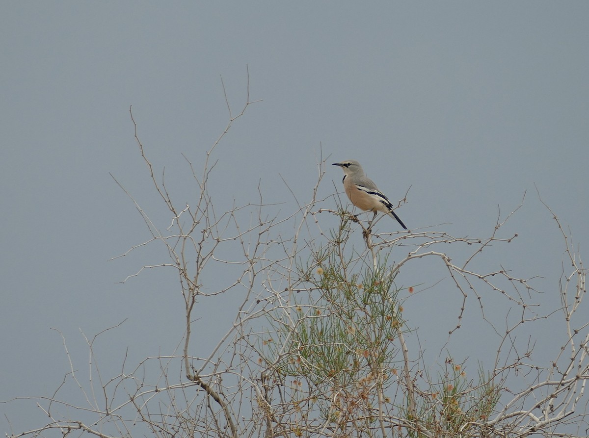 Turkestan Ground-Jay - ML621072101