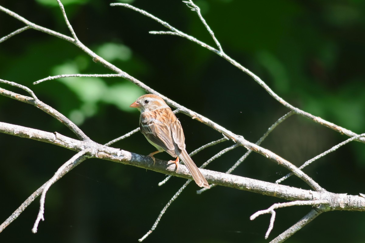Field Sparrow - ML621072136