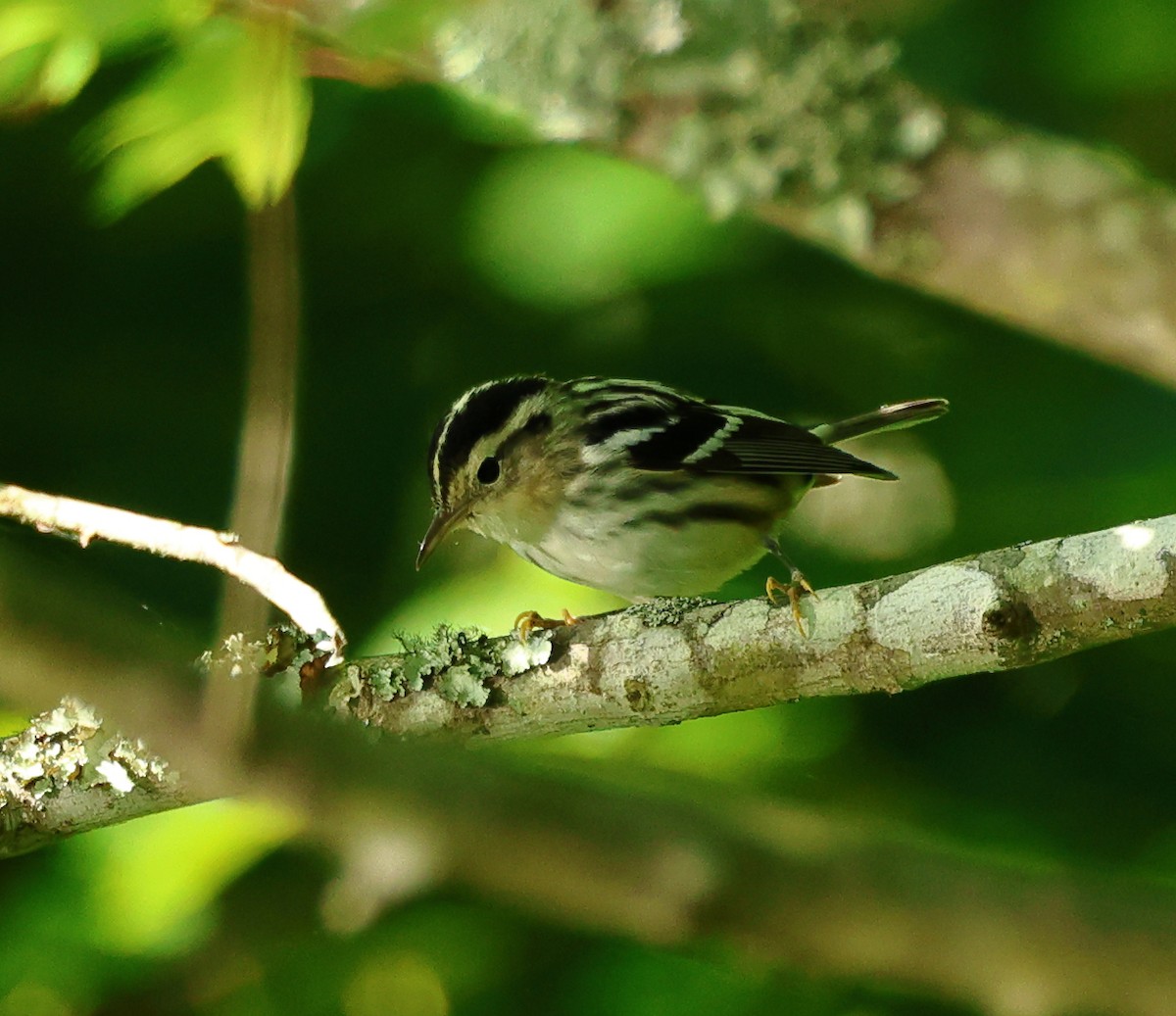 Black-and-white Warbler - ML621072180