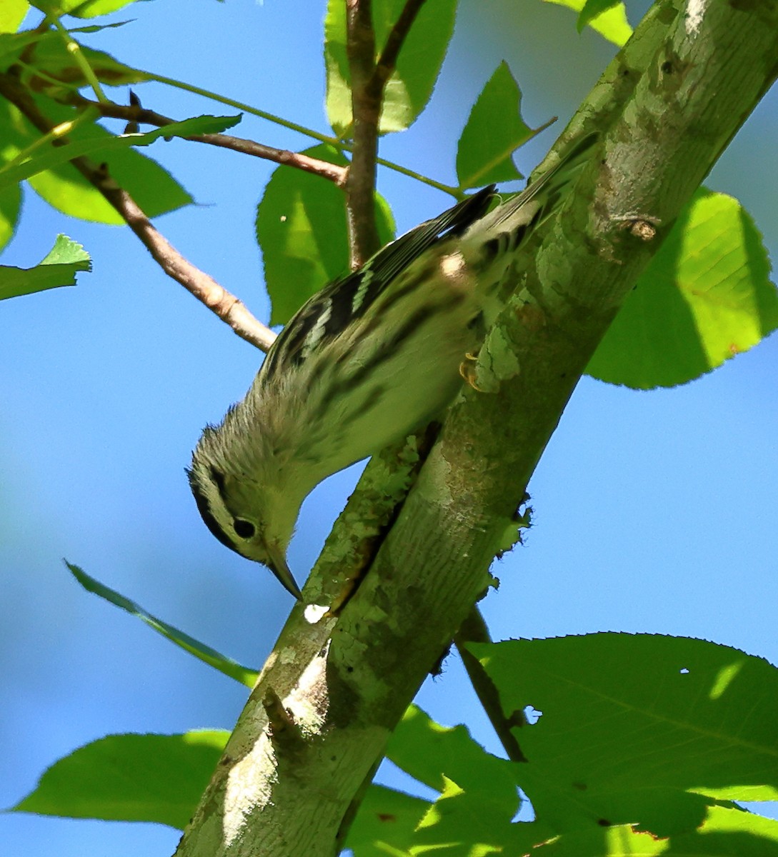 Black-and-white Warbler - ML621072181