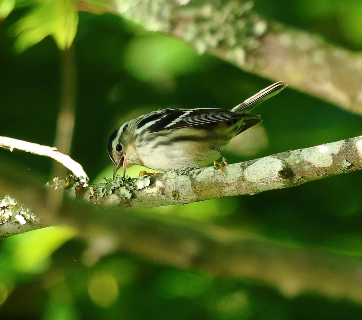 Black-and-white Warbler - ML621072182