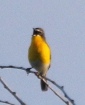 Yellow-breasted Chat - ML621072192