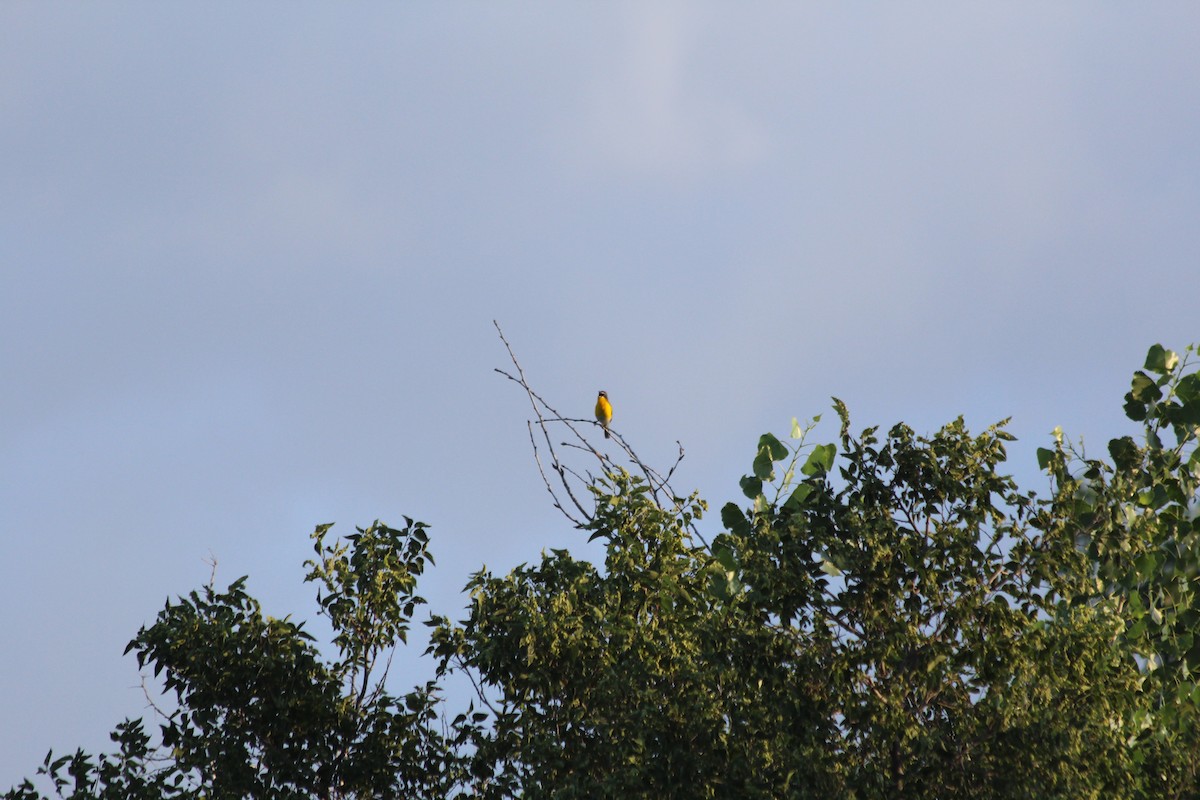 Yellow-breasted Chat - Grant Beverage