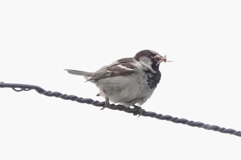 House Sparrow - ML621072195