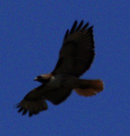 Red-tailed Hawk - ML621072197