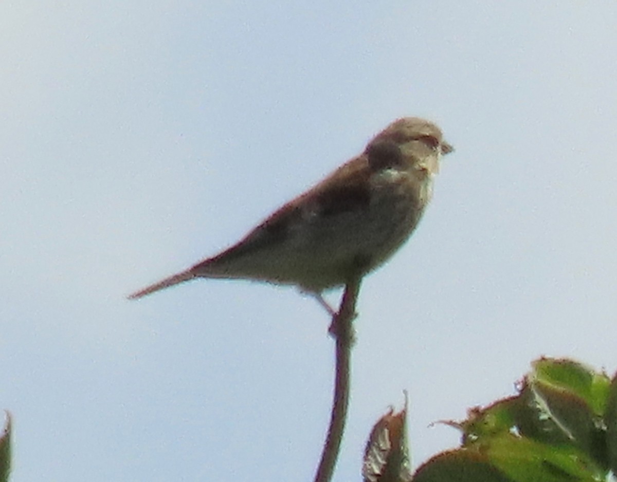 Eurasian Linnet - ML621072211