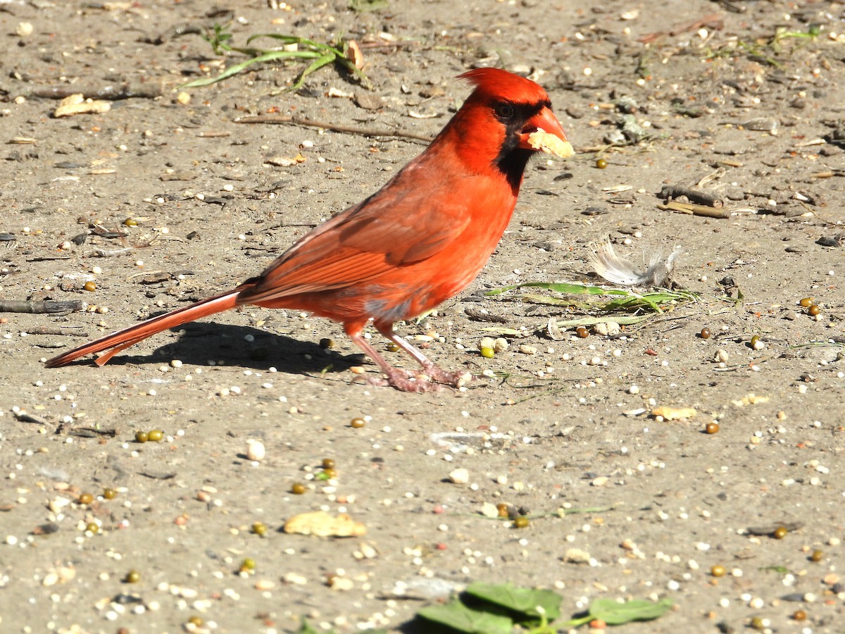 Cardinal rouge - ML621072238
