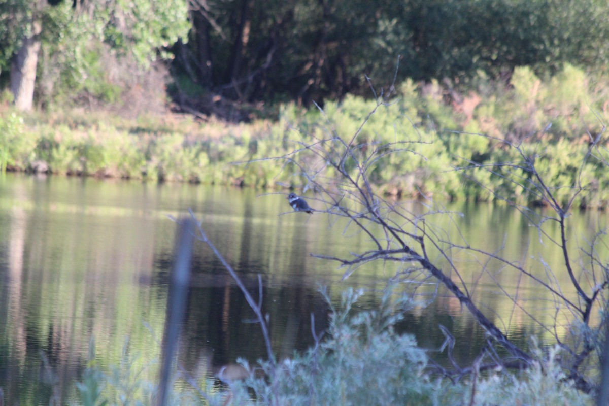 Belted Kingfisher - ML621072279