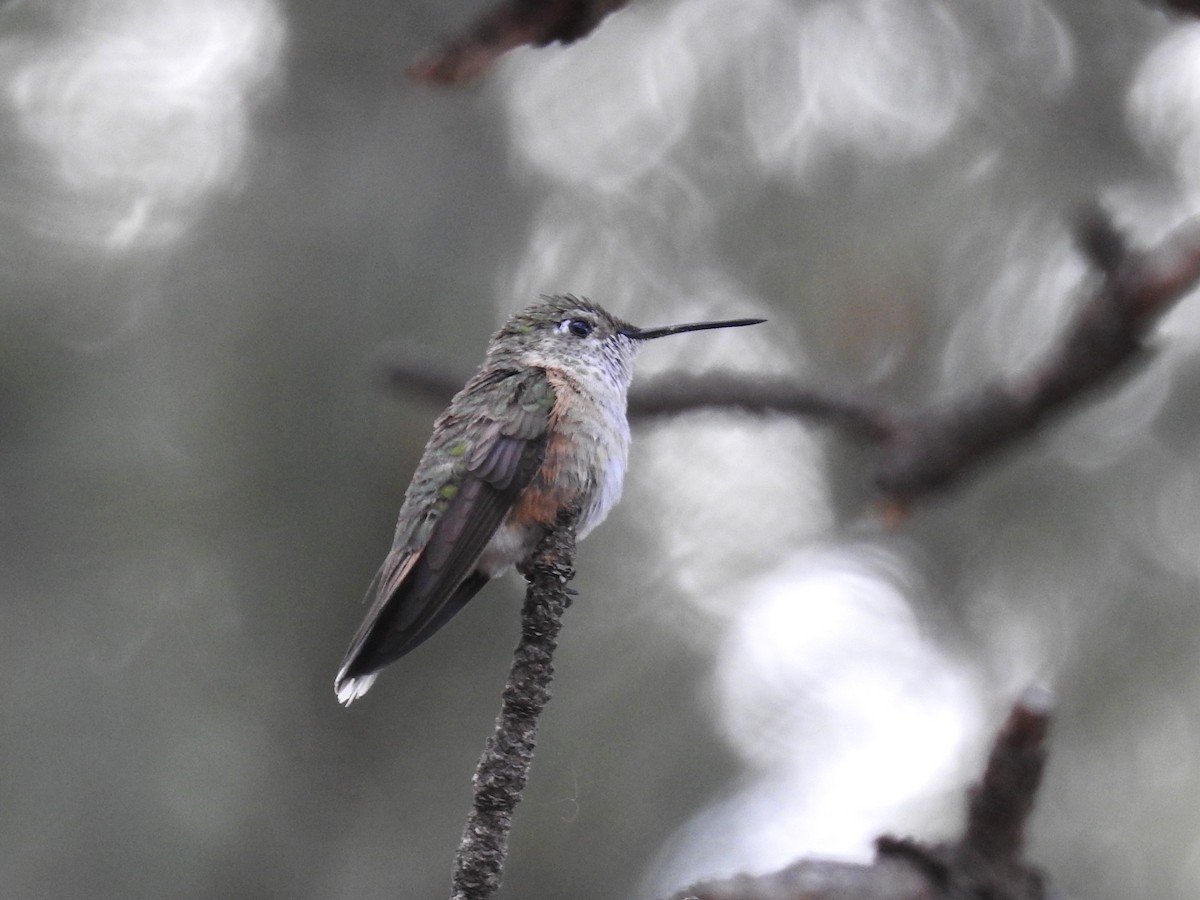 Broad-tailed Hummingbird - ML621072298