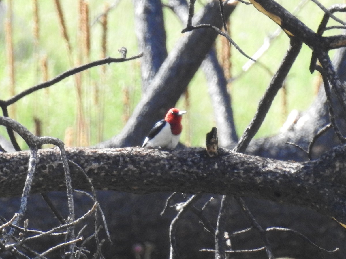 Red-headed Woodpecker - ML621072306