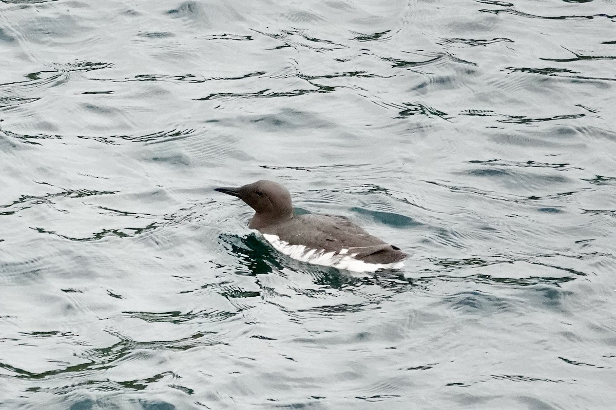 Common Murre - ML621072330