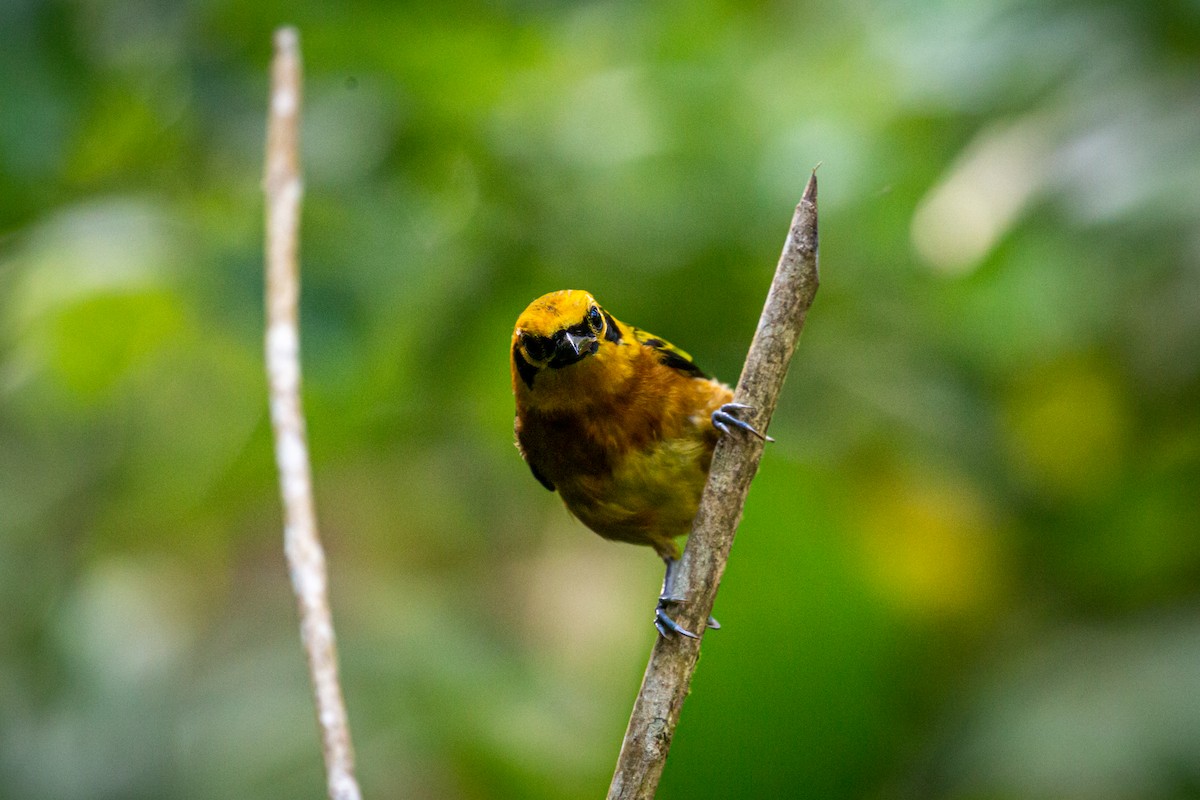 Golden Tanager - Francisco Russo