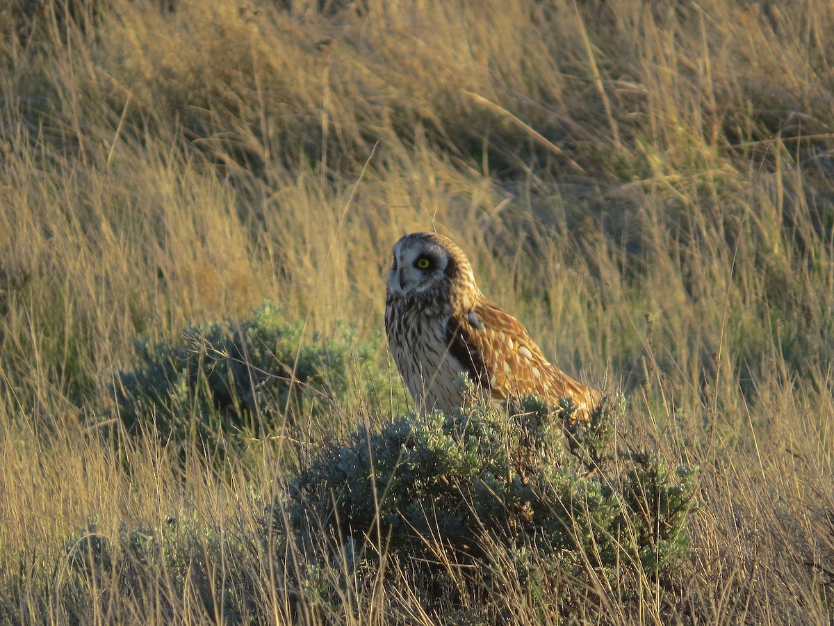 Short-eared Owl - ML621072386