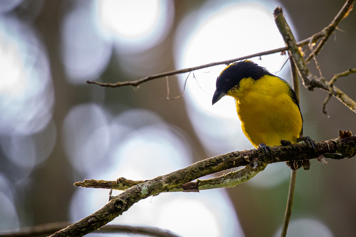 Blue-winged Mountain Tanager - ML621072399