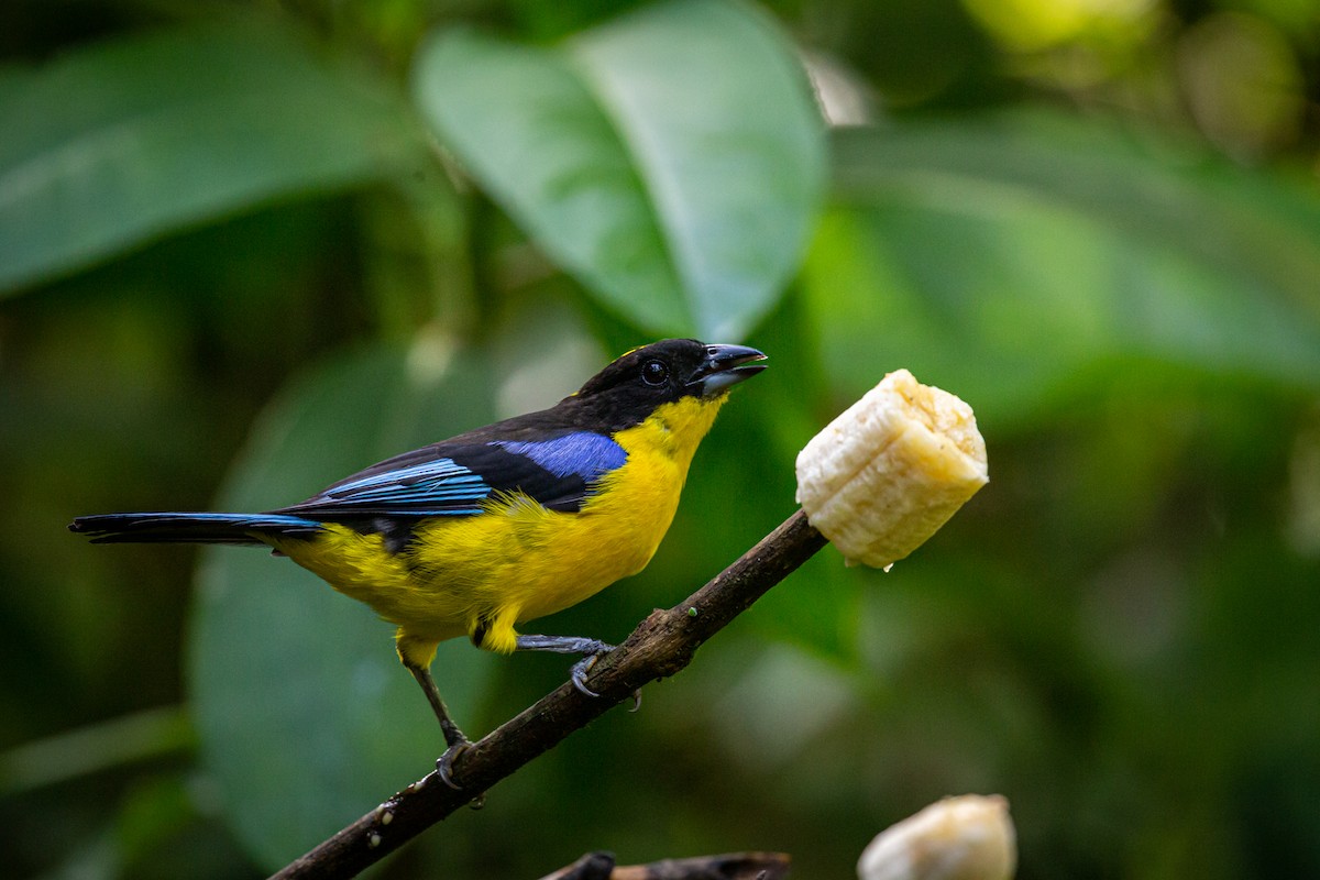 Blue-winged Mountain Tanager - ML621072400