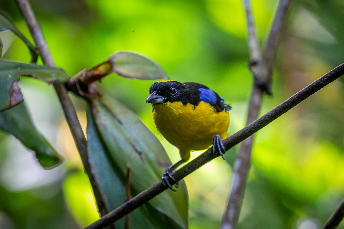 Blue-winged Mountain Tanager - ML621072401