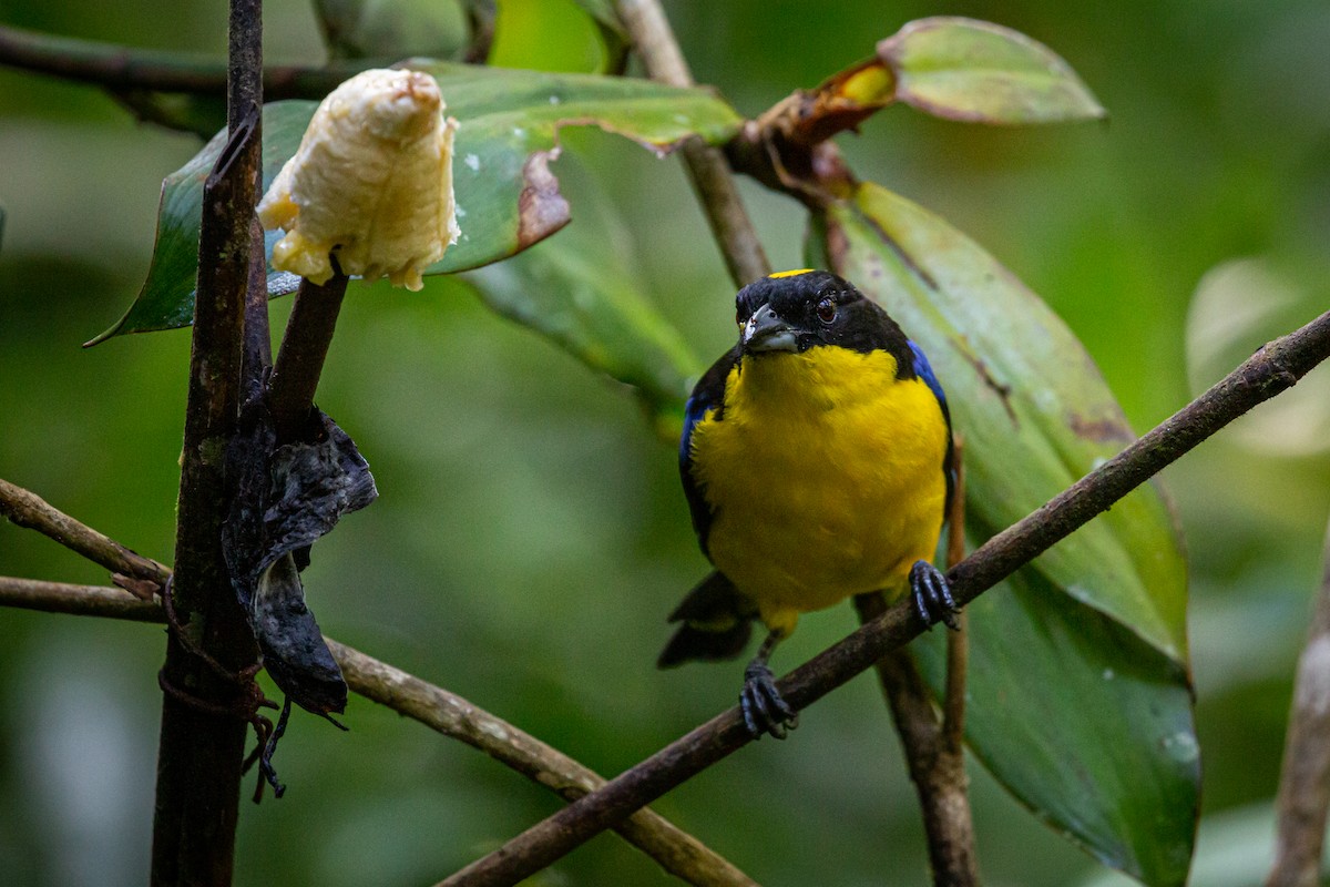 Blue-winged Mountain Tanager - ML621072402