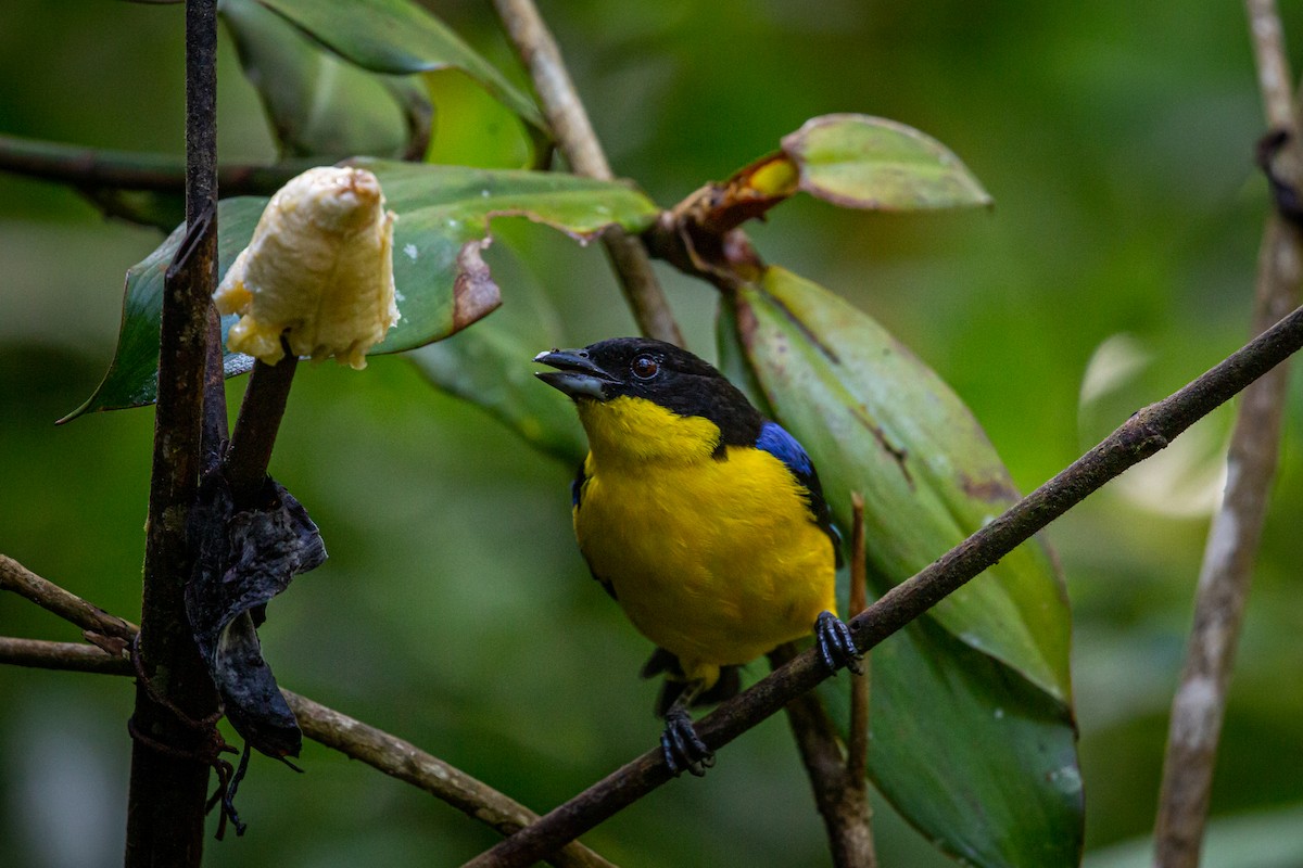 Blue-winged Mountain Tanager - Francisco Russo