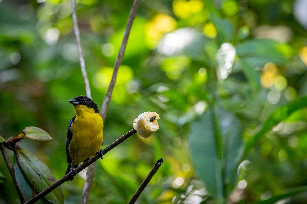 Blue-winged Mountain Tanager - ML621072404