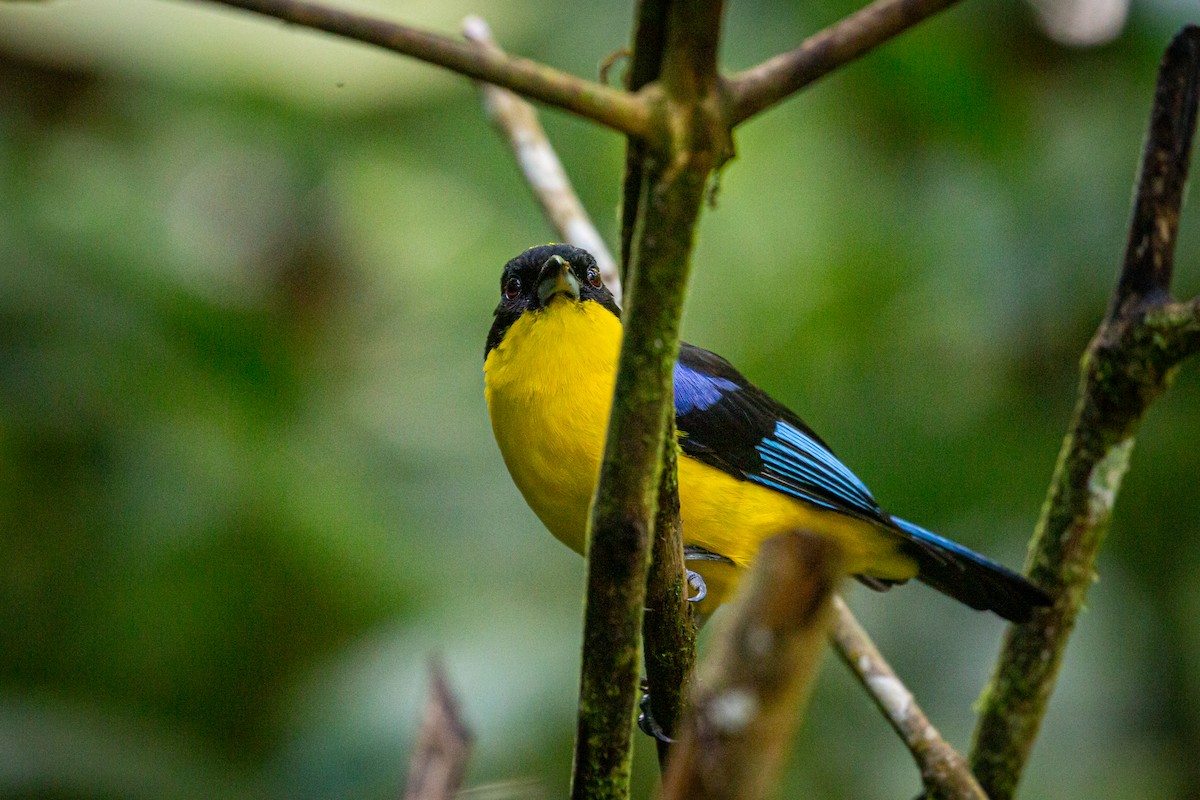 Blue-winged Mountain Tanager - ML621072405