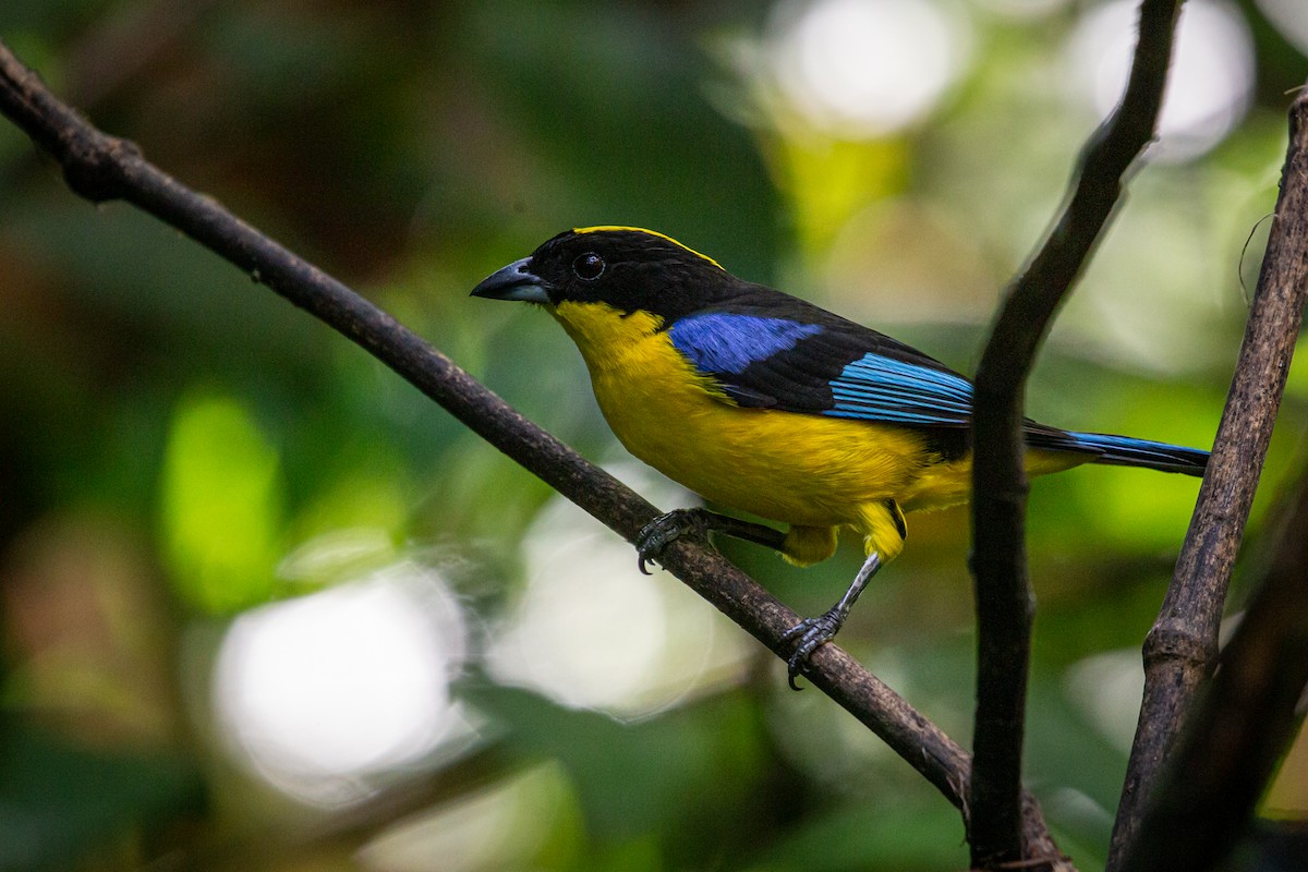 Blue-winged Mountain Tanager - ML621072414
