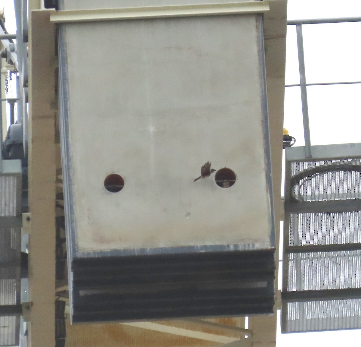 Hirondelle noire - ML621072419