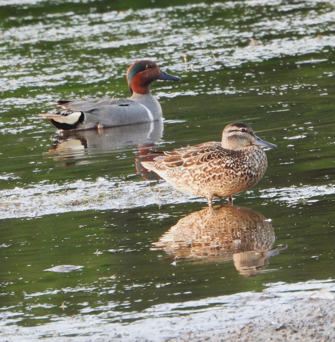 Green-winged Teal - ML621072421