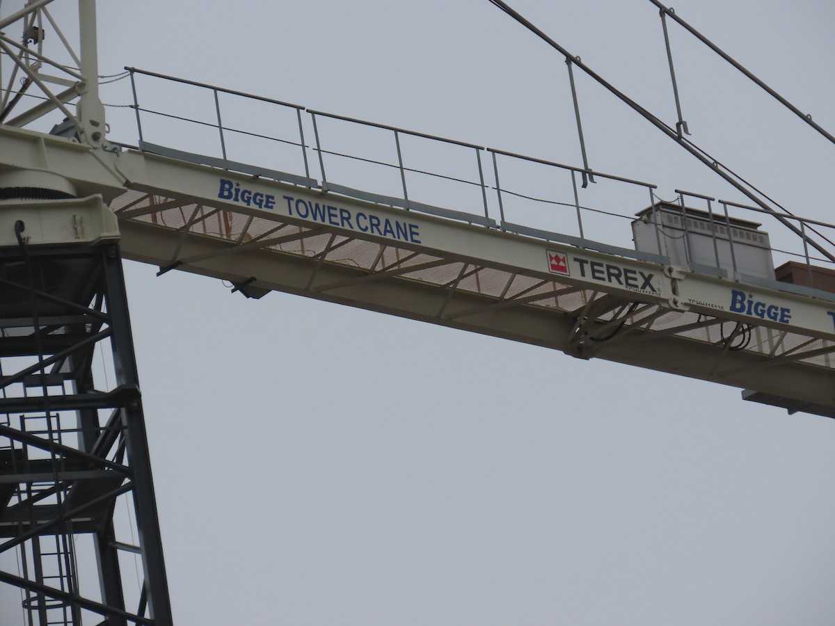 jiřička modrolesklá - ML621072425