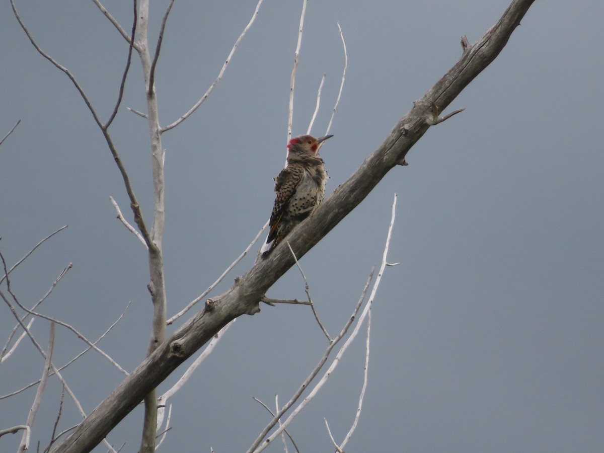 Northern Flicker - ML621072485