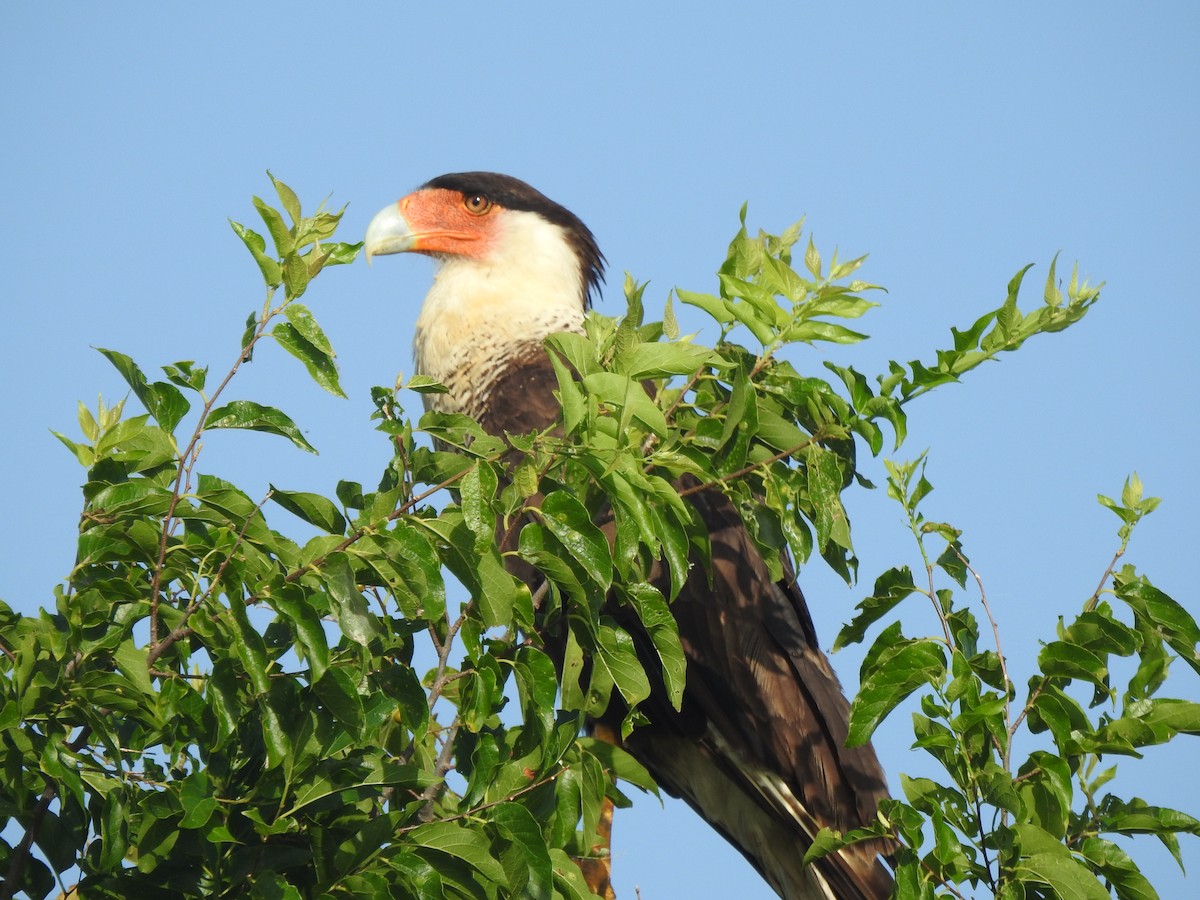 Crested Caracara - Holly Perry
