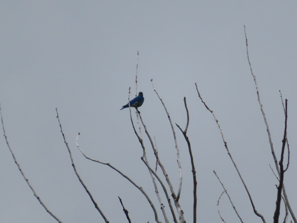 Mountain Bluebird - ML621072543