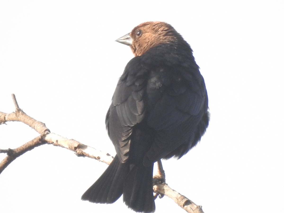 Brown-headed Cowbird - ML621072565