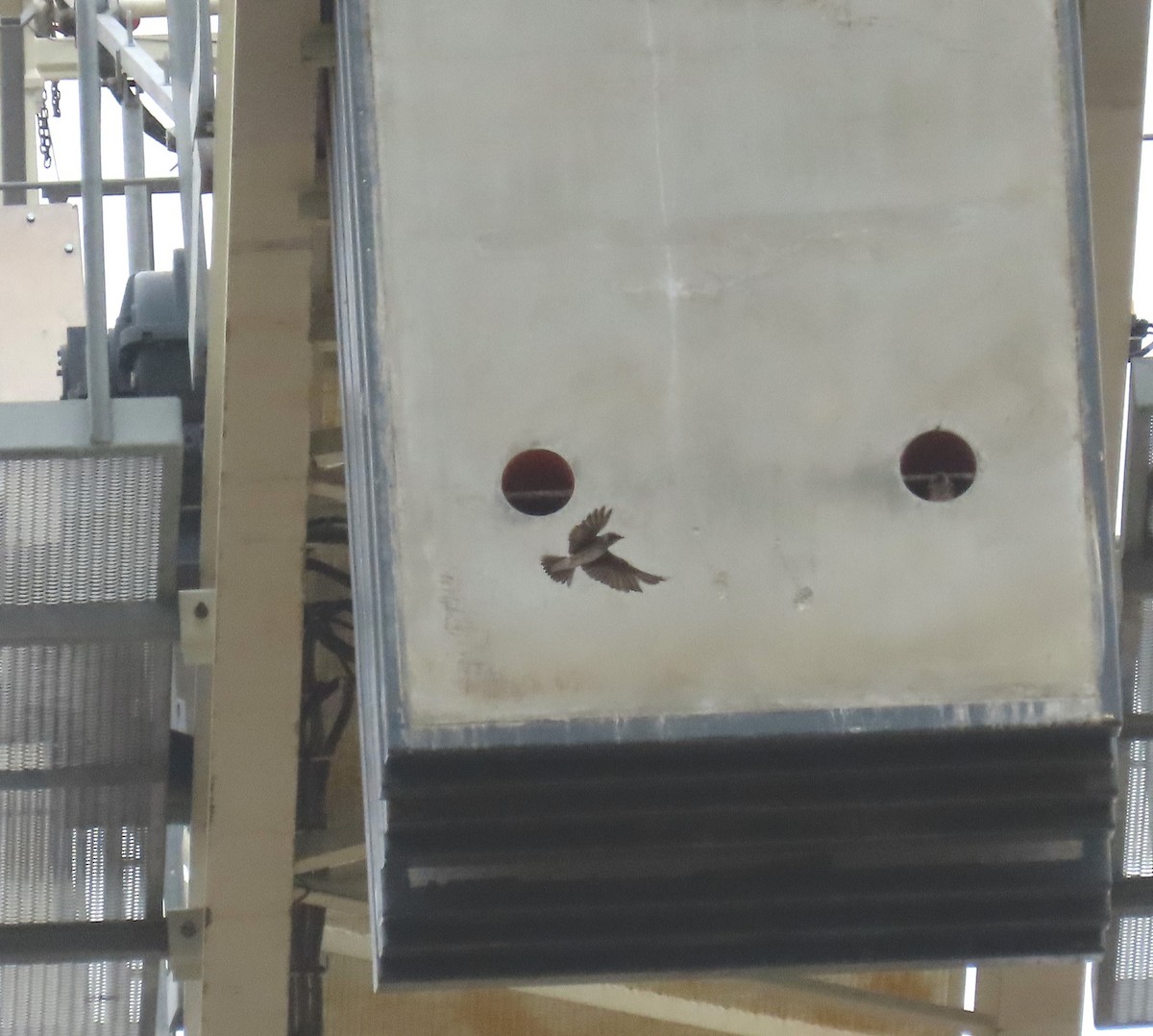 Hirondelle noire - ML621072575