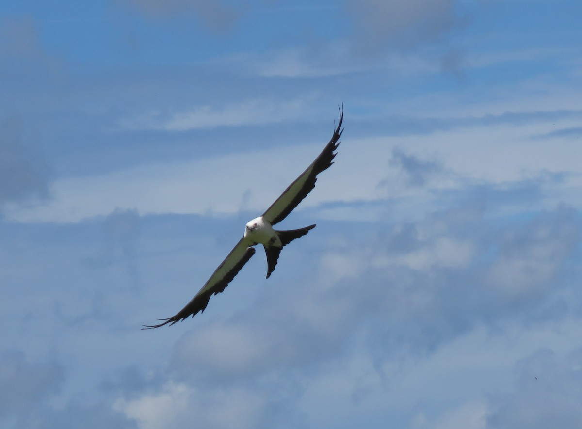 Swallow-tailed Kite - ML621072609