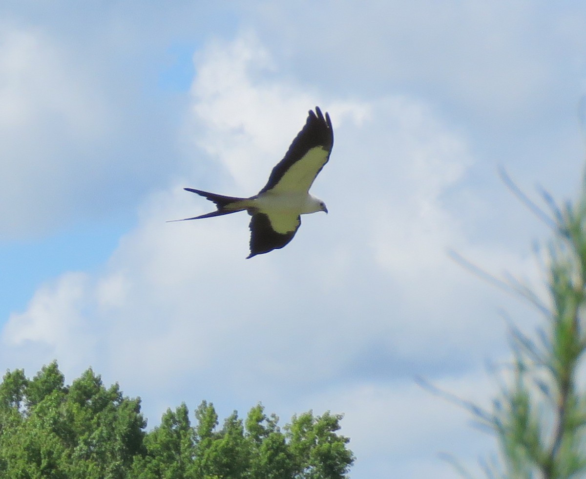 Swallow-tailed Kite - ML621072610