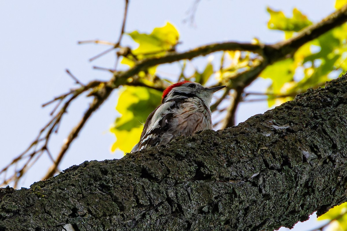Middle Spotted Woodpecker - ML621072677