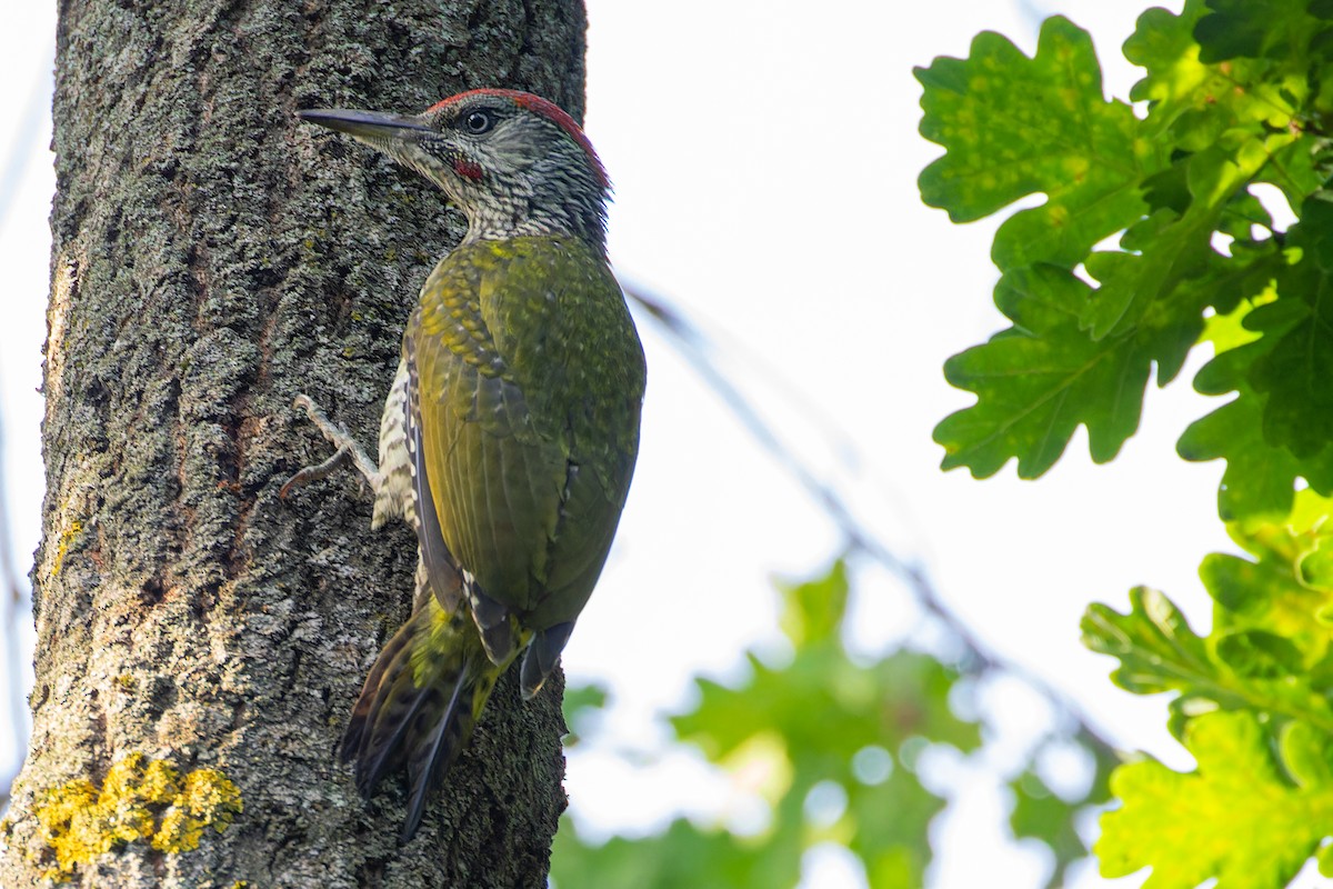 Eurasian Green Woodpecker - ML621072687