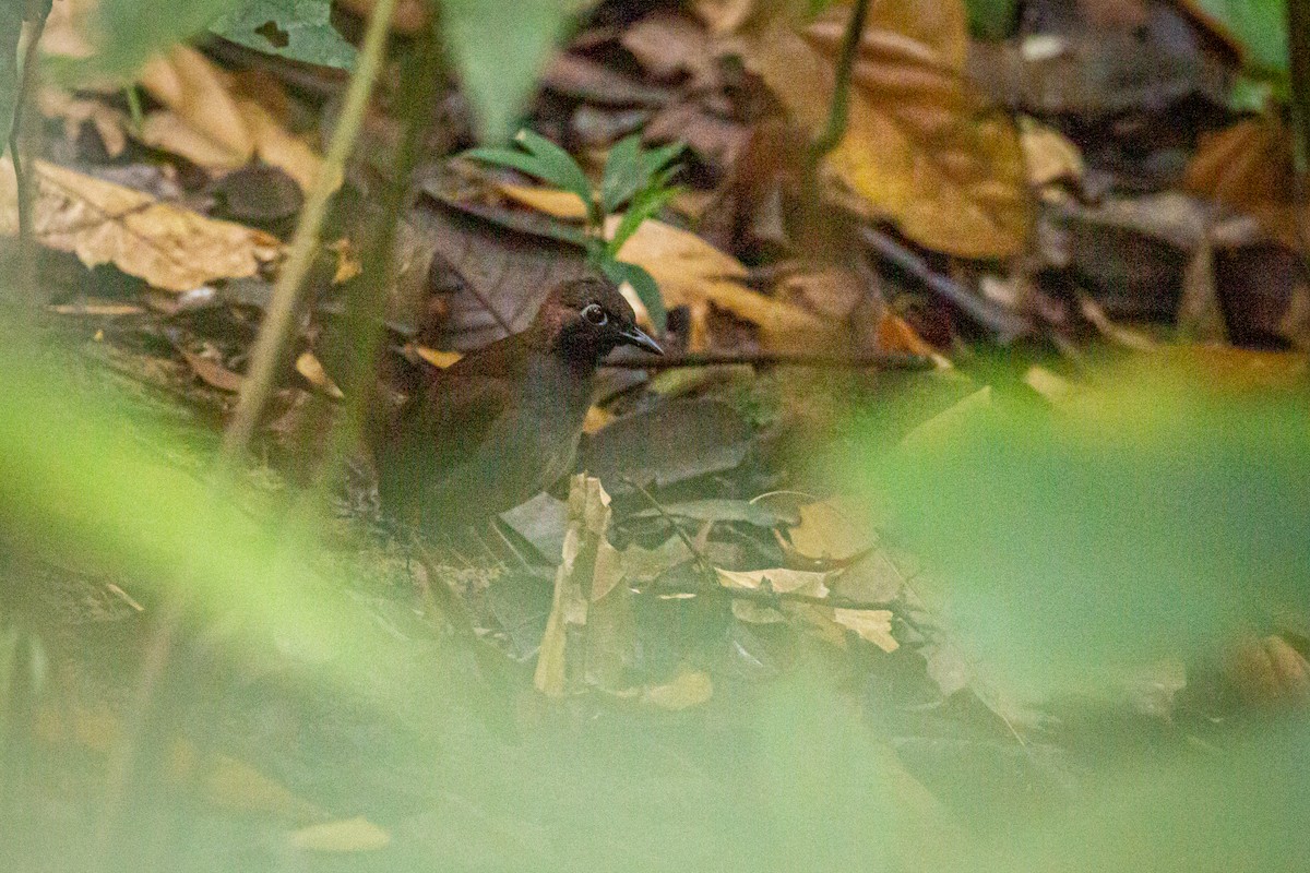 Black-faced Antthrush - Francisco Russo