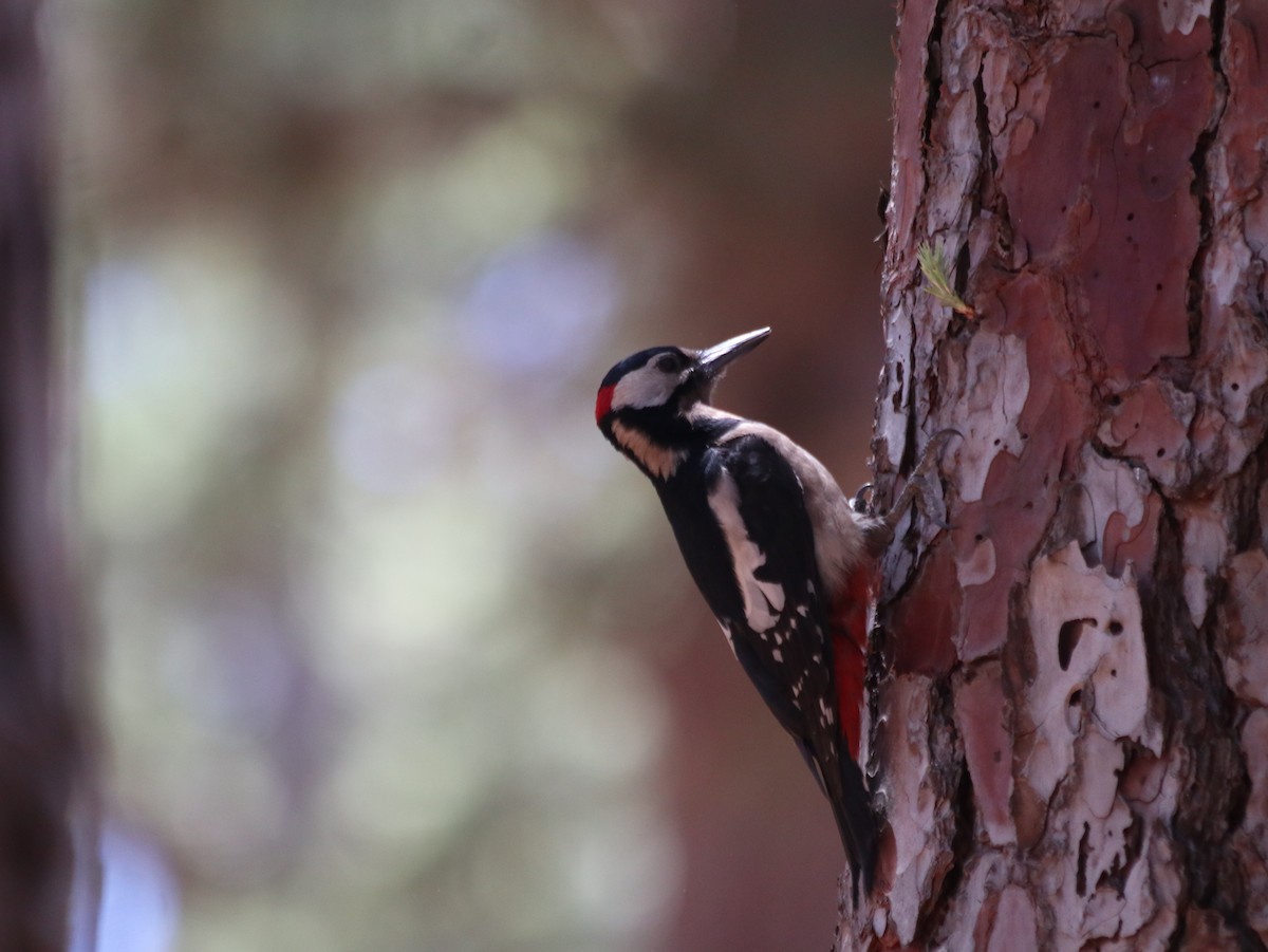 Great Spotted Woodpecker - ML621072725
