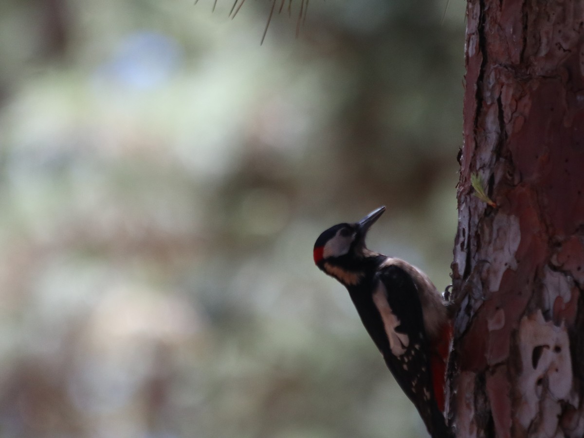 Great Spotted Woodpecker - ML621072726