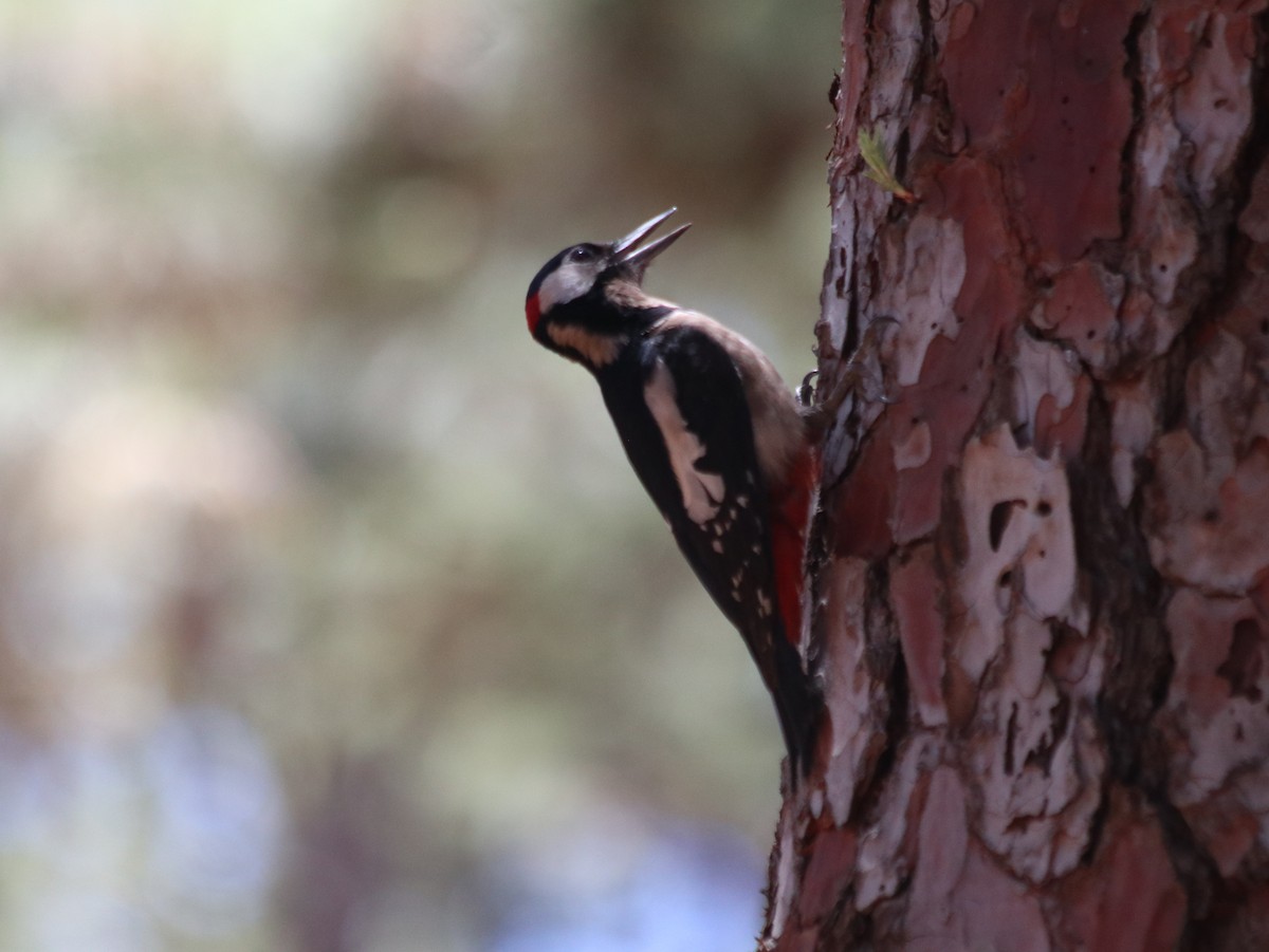 Great Spotted Woodpecker - ML621072727