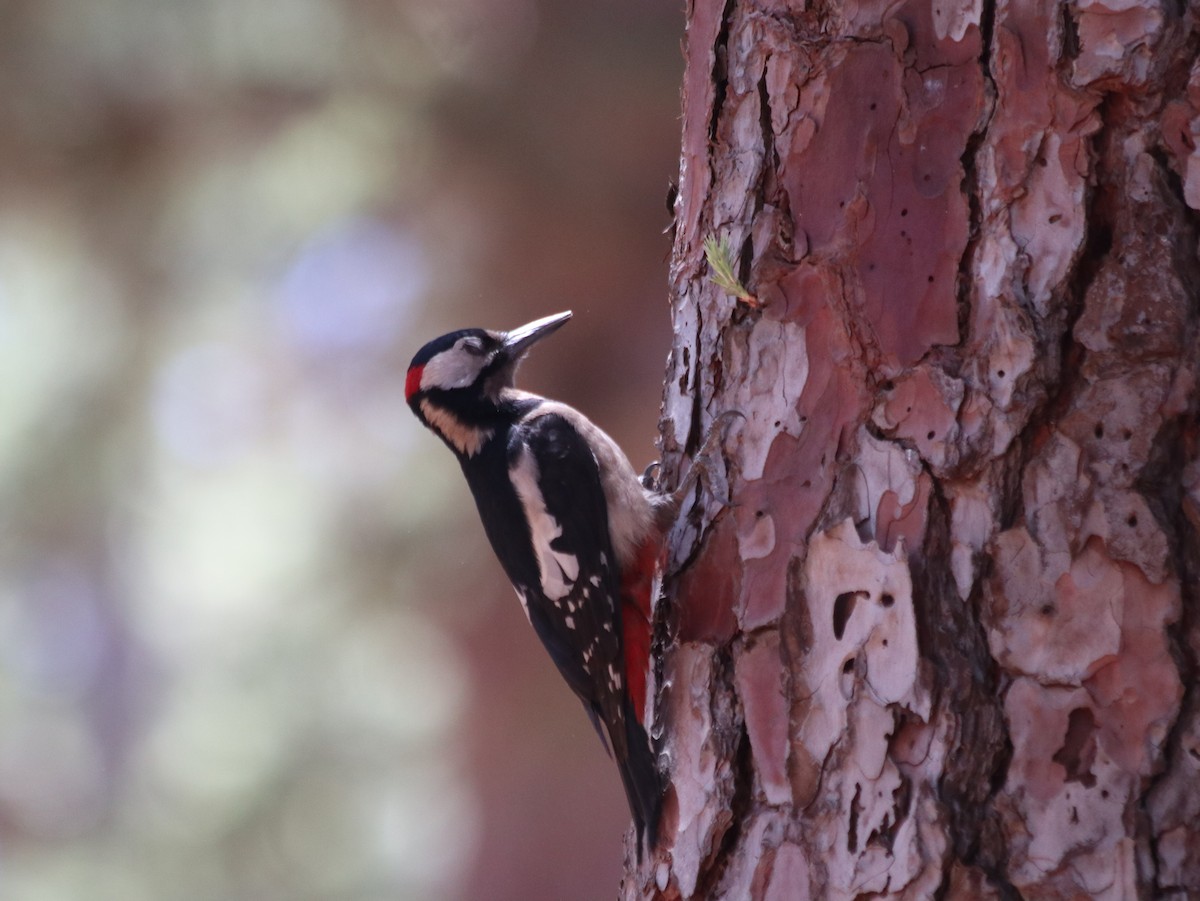 Great Spotted Woodpecker - ML621072728