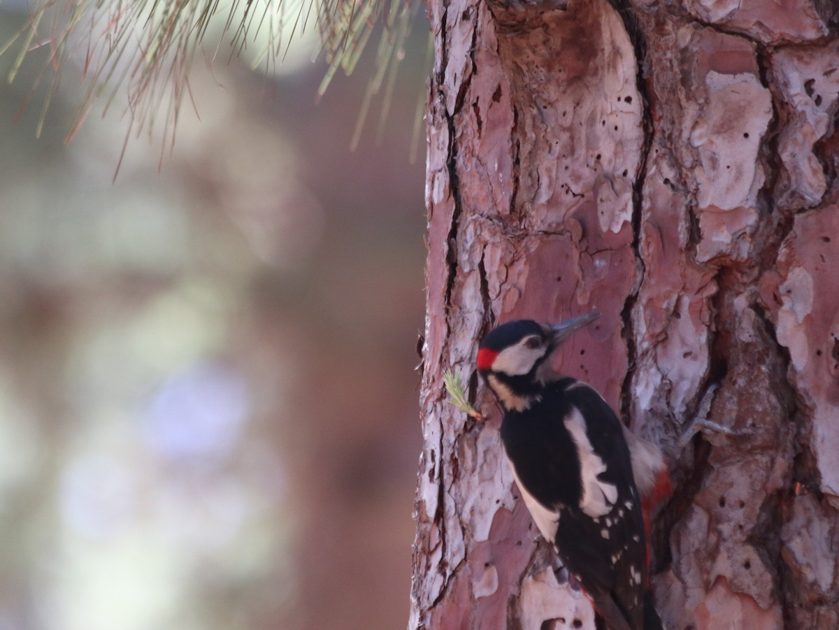 Great Spotted Woodpecker - ML621072729