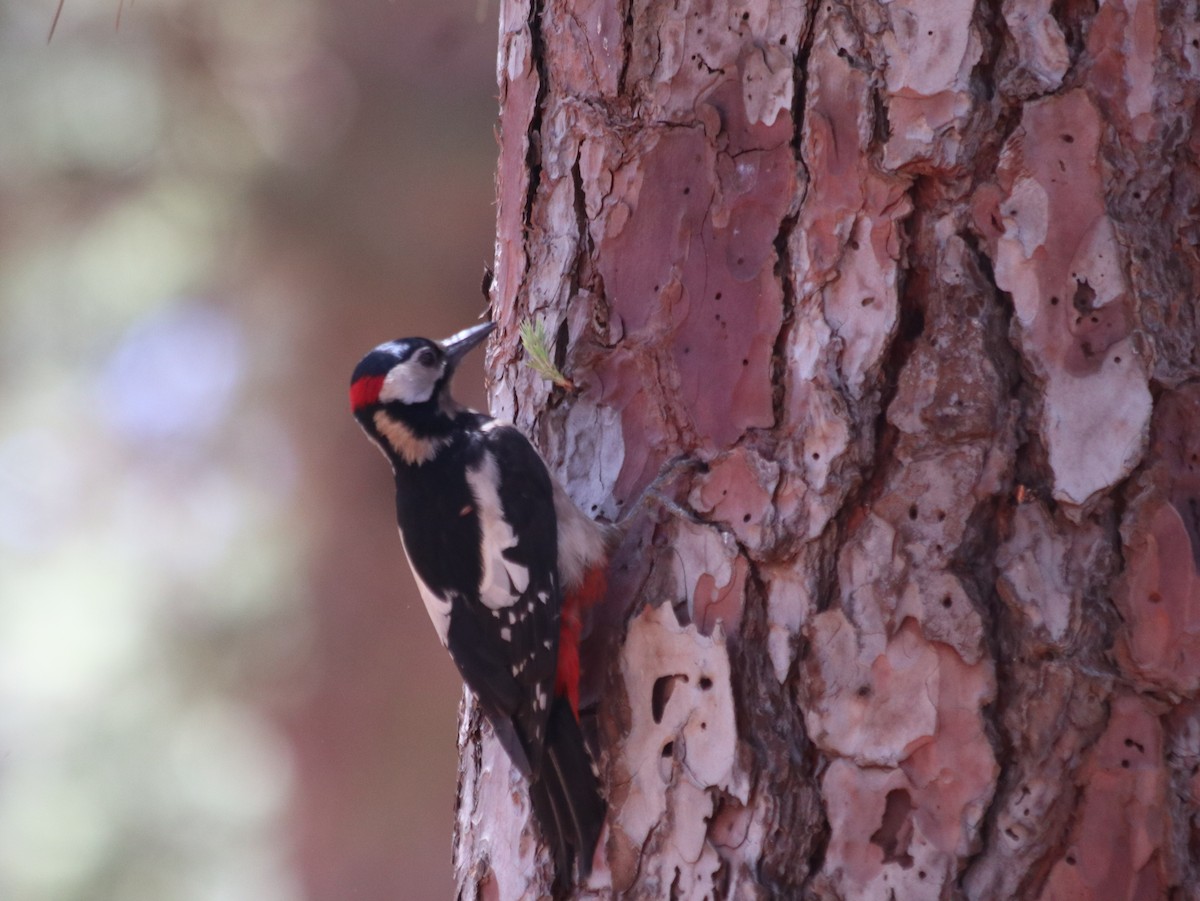 Great Spotted Woodpecker - ML621072730
