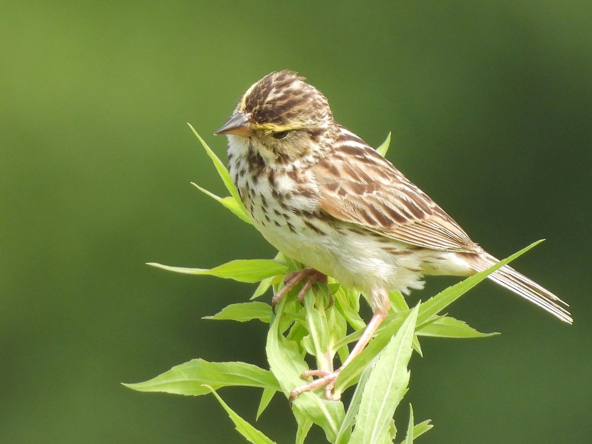 Savannah Sparrow - ML621072748